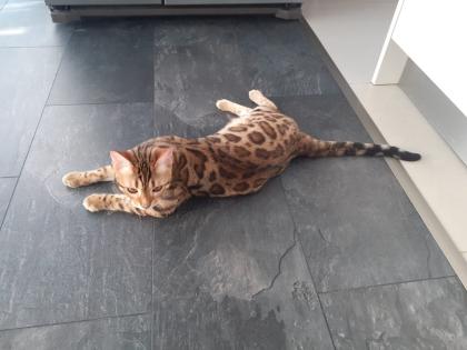 Liebevoller Kater Reinrassig Bengal in Gute Hände abzugeben