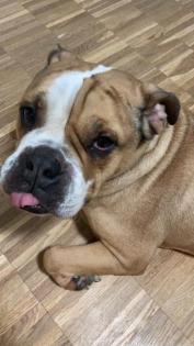 Paco sucht ein neues Zuhause
