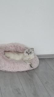 Schmusekatze sucht ein liebevolles zuhause