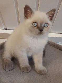 BKH-Kitten point und blau