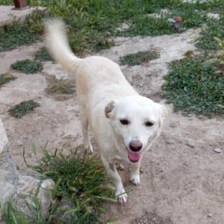 Ameli / Status sucht ein Zuhause