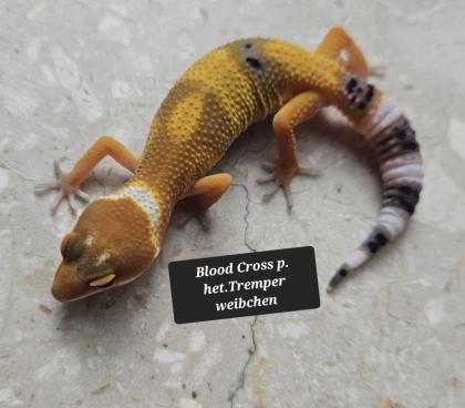 Tolle Leopardgecko Jungtiere aus 2023