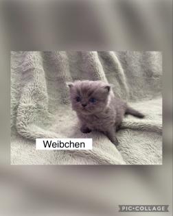 Perserkitten mit Nase
