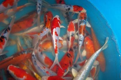 Angebote Koi Teichmuscheln Edelkrebse Biotopfische vom Koi-Center Schafflund