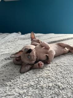 Sphynx Kitten suchen ein Zuhause