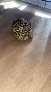 Weibliche pantherschildkröte