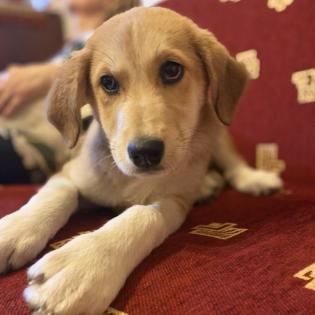 Irma / Status sucht ein Zuhause