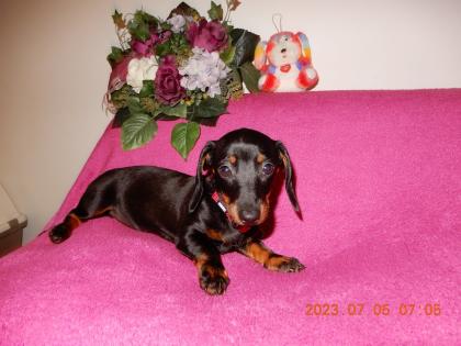 Dackel Welpe Kurzhaar Zwerg Teckel Dachshund