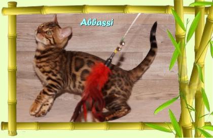 Bengal Kater sehr pfiffig keck und immer fröhlich sucht ein tolles Zuhause