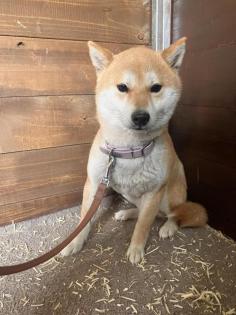 Koko Shiba Inu -Mix