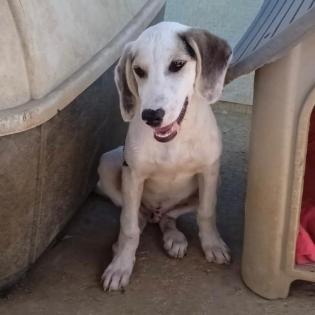 Linos sucht ein Zuhause