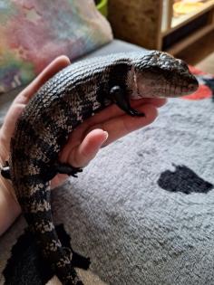 Blauzungenskink mit komplettem Zubehör nur ohne Terrarium