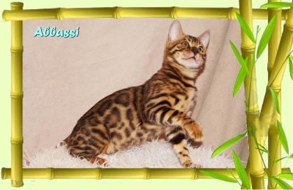 Bengal Kater sehr pfiffig keck und immer fröhlich sucht ein tolles Zuhause