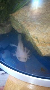 Axolotl Jungtiere abzugeben