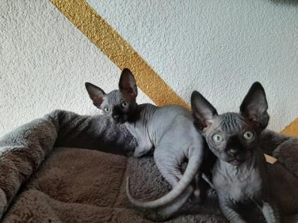 Canadische Sphynx Kitten