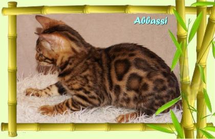 Bengal Kater sehr pfiffig keck und immer fröhlich sucht ein tolles Zuhause