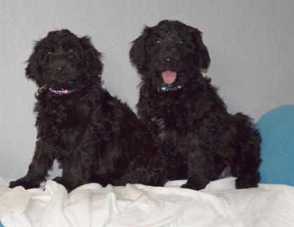 Zauberhafte Blackdoodle Goldendoodle Welpen abzugeben