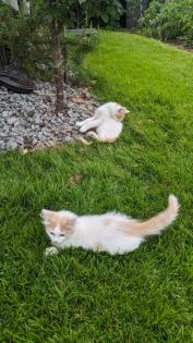 2 süße junge norwegische Waldkatzen Mix Kater suchen ein nettes Zuhause 12 Wochen alt