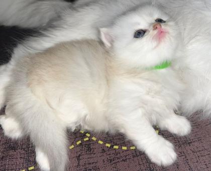 BLH Kitten ab der 12 Woche