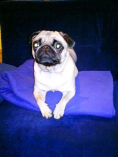 Mops Mädchen 1 5 Jahre
