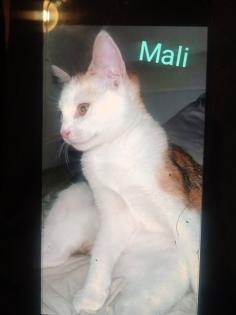2 kleine amerikanische Shorthair Mix Katzen 16Wo weibl.