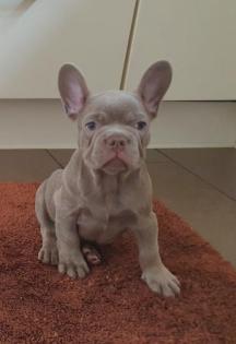 Französische Bulldoggen-Welpen isabella suchen liebevolles Zuhause
