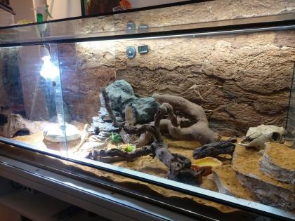 Zwergbartagame 2 Stück mit Terrarium