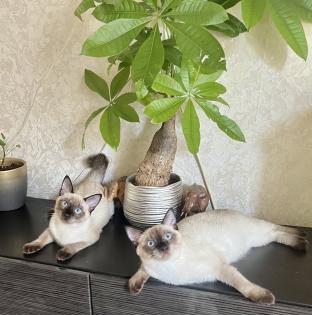 Mekong bobtail baby s suchen liebevolle Zuhause