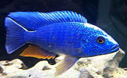 9 Haplochromis Ahli Eisberg 2 Monate alt abzugeben