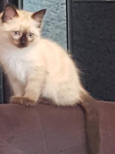 Reinrassige Balinesische Siam Kitten Langhaar Selten