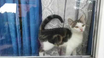 Katzen Junge Kätzchen Auszugsbereit