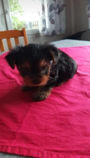 Yorkshire Terrier - Welpe - weiblich - 7 Wochen alt - reinrassig