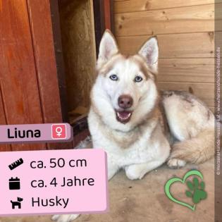 Liuna - freundlich sehr aktiv