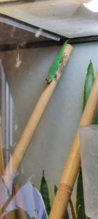Phelsuma sundbergi sundbergi