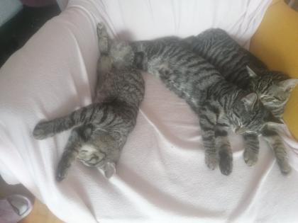 Drei Katzenmädchen abzugeben
