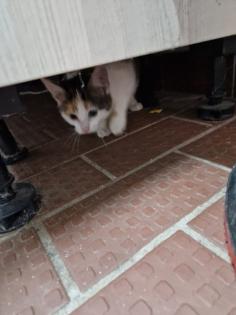Bauerhofkitten suchen Zuhause katzen Kater kitten