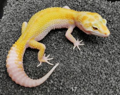 Leopardgeckos 0. 1 weibl. NZ 2022