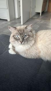 Reinrassig sibirische waldkatze neva Maine Coon siam perser bkh