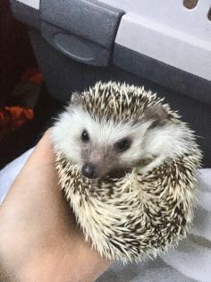 Weissbauchigel männlich