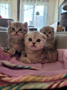 BKH Kätzchen Black Silver Tabby Kitten Whiskas