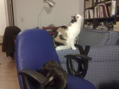 2 Hauskatzen zu verschenken
