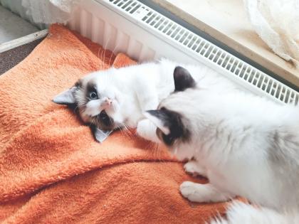 Birma Ragdoll Kitten