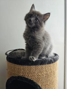 Reinrassige Maine Coon Kitten suchen ihren Dosenöffner
