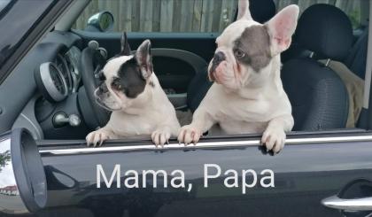Süße Französische Bulldoggen Welpen