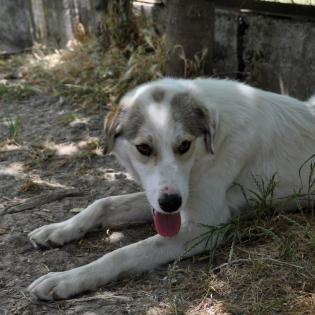 Balu sucht ein Zuhause