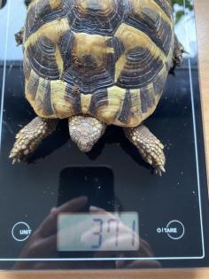 Drei griechische Landschildkröten zu verkaufen NZ 2022 2022