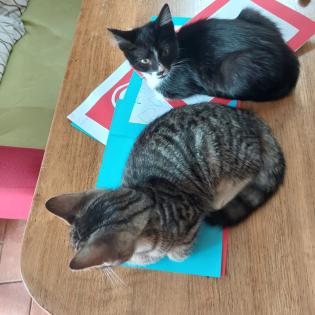 Drei kuschelige verspielte Katzen