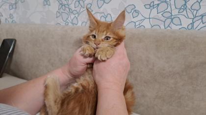 Maine Coon Katerchen Reinrassiger