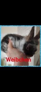 Reinrassige löwenkopfkaninchen Babys