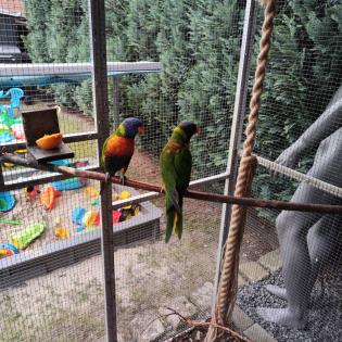 Gebirkslori Pärchen